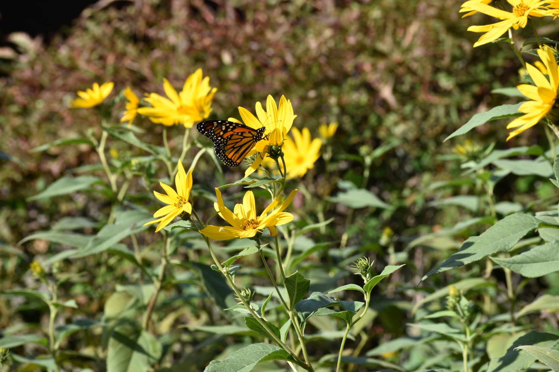 How to Plan a Low-Maintenance Garden